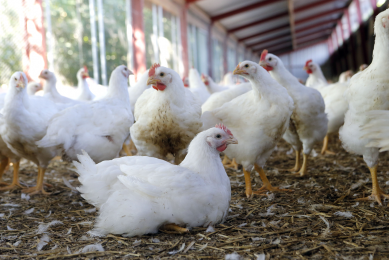 Main EU producers focus on prospects of differentiation