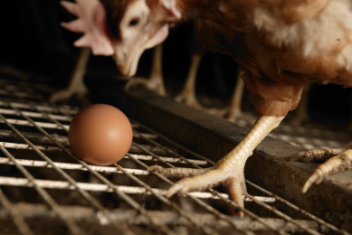 ‘Misleading promotion of soy-free eggs’