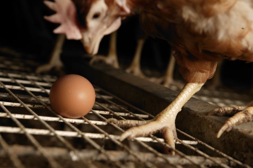 ‘Misleading promotion of soy-free eggs’