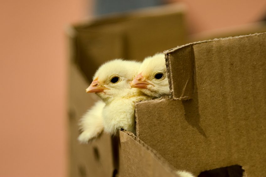 Insights into the impact of antibiotic resistance. Photo: Dreamstime