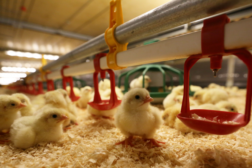 Less profit for UK poultry farms