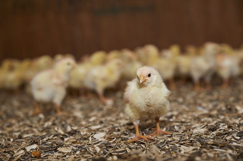 In changing times, nature works to boost poultry production. Photo: Delacon