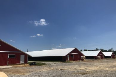 The Hayden family's poultry units. Photo: Melanie Jenkins