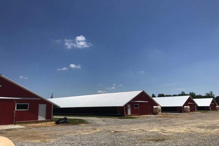 The Hayden family's poultry units. Photo: Melanie Jenkins