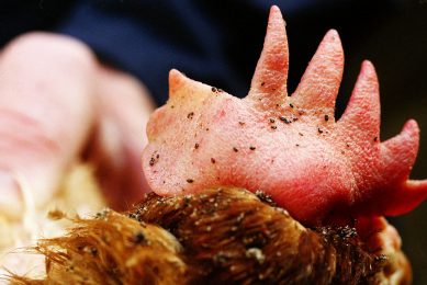 The cost of red mite across Europe has been put at ¬ 230 million in lost production every year. Photo: Van Assendelft