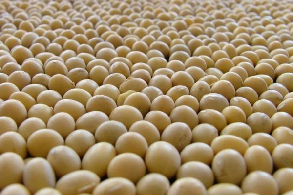 soybean