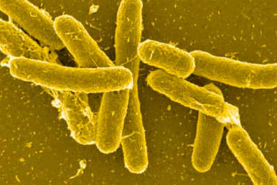 Salmonella - a needle in a haystack?