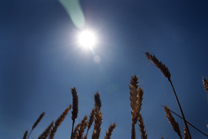 Bolivian poultry farmers affected by heatwave