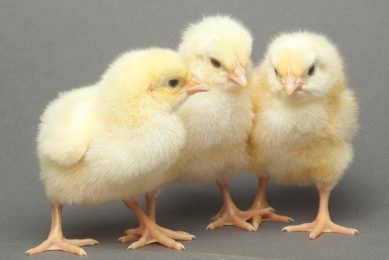 Countering early losses in chick condition. Photo: Cobb-Vantress