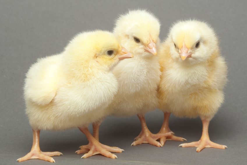 Countering early losses in chick condition. Photo: Cobb-Vantress