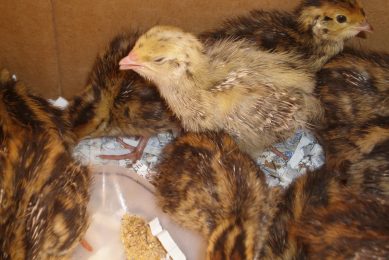 Philippines reports second outbreak of bird flu. Photo: BrokenSphere