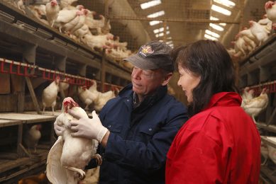 Betaine is widely used as a feed additive in pigs, poultry and fish production and scientists believe it could complement programmes to improve bone quality in laying hens that are at risk of osteoporosis. Photo: Hans Prinsen