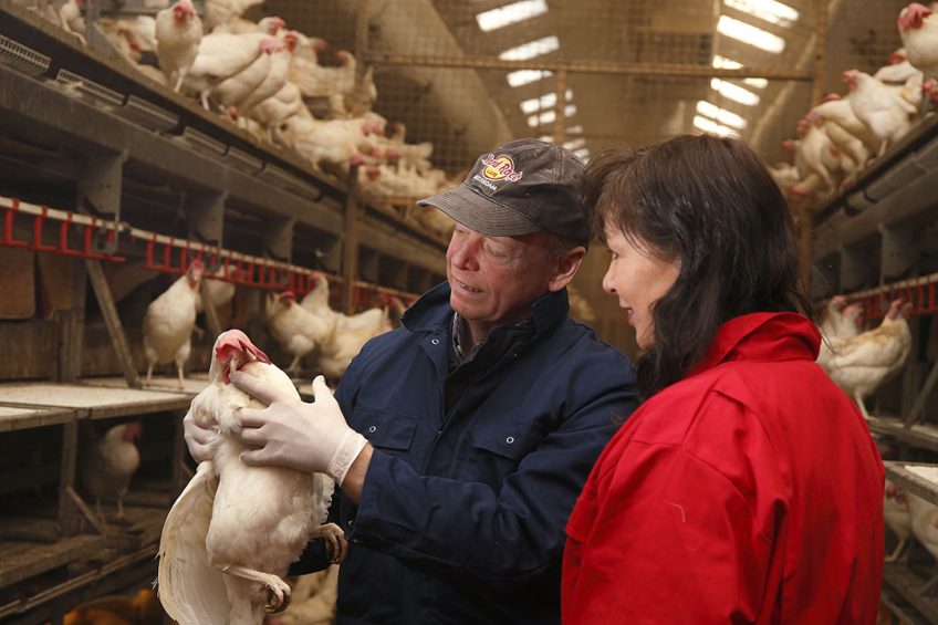 Betaine is widely used as a feed additive in pigs, poultry and fish production and scientists believe it could complement programmes to improve bone quality in laying hens that are at risk of osteoporosis. Photo: Hans Prinsen
