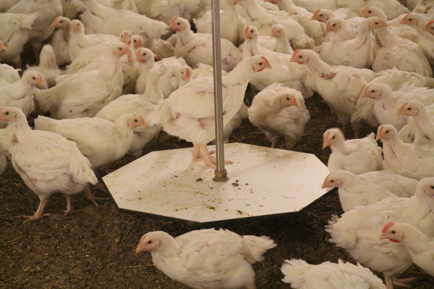 To monitor the growth rate of the broilers and stay within the 50 grams of ADG an automated weigher system is installed. <em>Photo: Dick van Doorn</em>