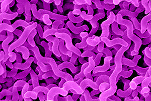 Control strategies for Campylobacter infection