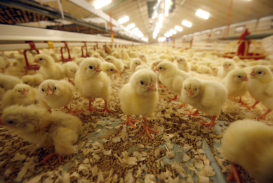 Hatching in the broiler house gives chicks a head start