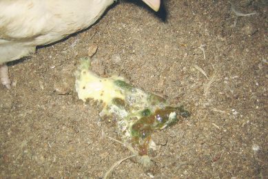 Look Think Act - Chicken droppings: The story they tell. Photo: Edward Mailyan