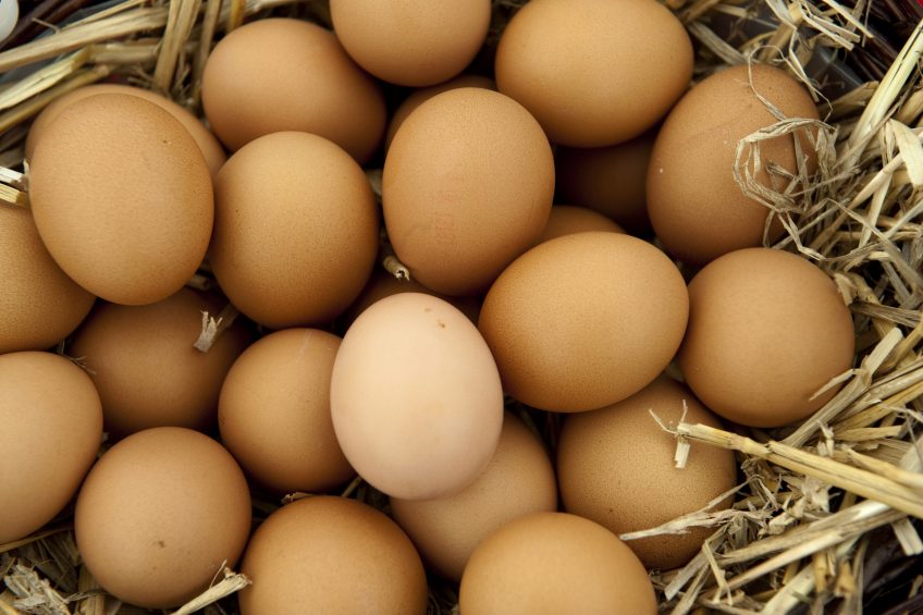 RSPCA Assured scheme: Poultry sector's sign up for 2016. Photo: Wayne Hutchinson/FLPA/Broker/Rex/Shutterstock