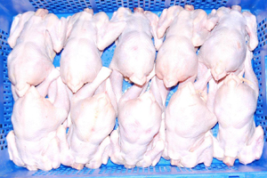 Russia considering ban on German poultry imports