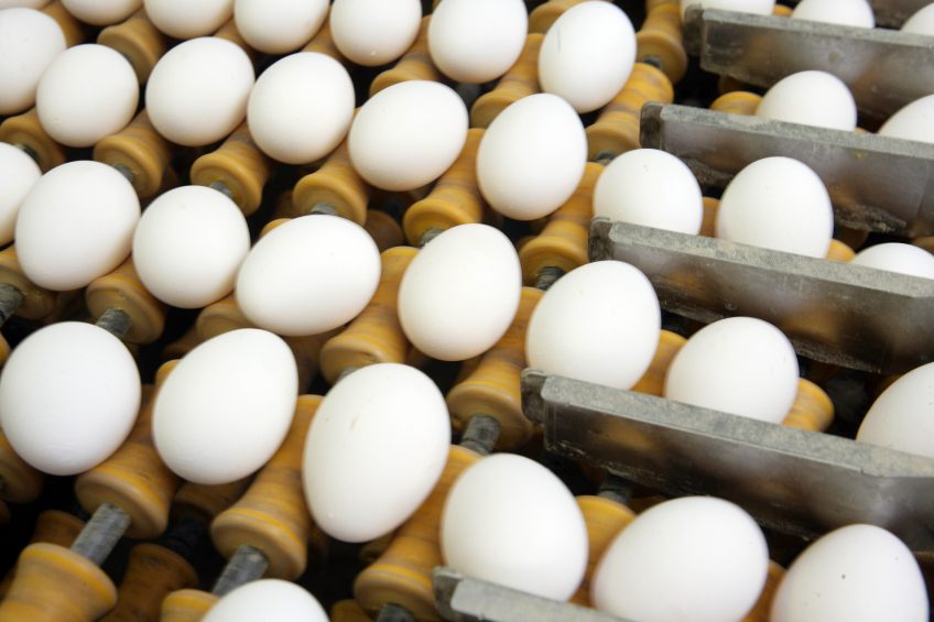 Steep fall in multi-country Salmonella outbreak cases. Photo: Willem Schouten