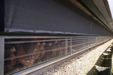 From 14 December, it will be a legal requirement for all bird keepers in the UK to keep their birds indoors and follow strict biosecurity measures. Photo: Mark Pasveer
