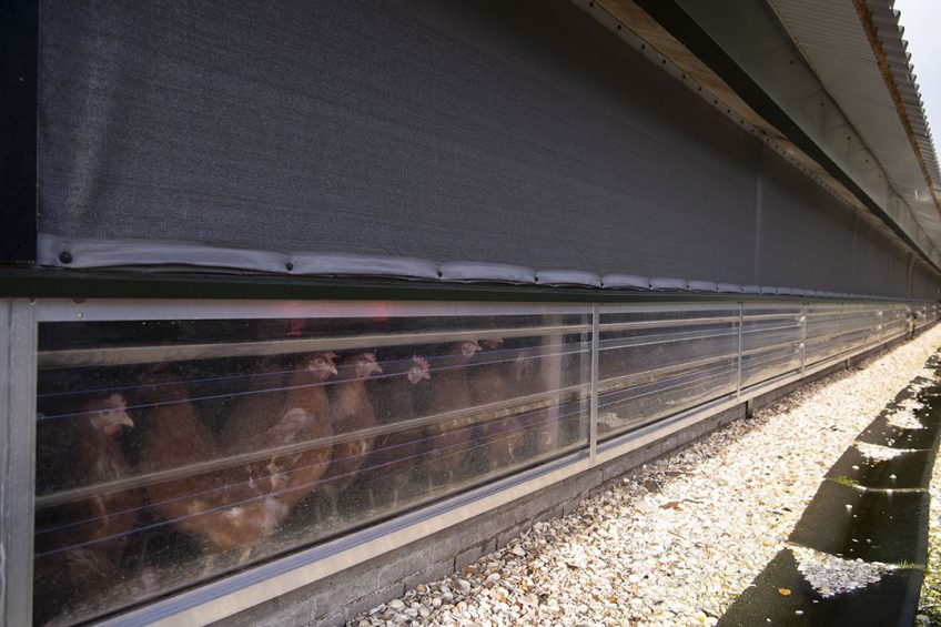 From 14 December, it will be a legal requirement for all bird keepers in the UK to keep their birds indoors and follow strict biosecurity measures. Photo: Mark Pasveer