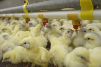 Update of non-antibiotic era in EU. Photo: Marten Sandburg