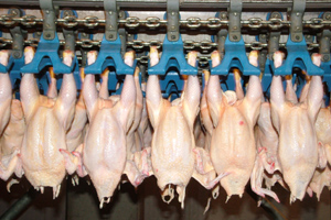 Tips to improve yield and carcass quality