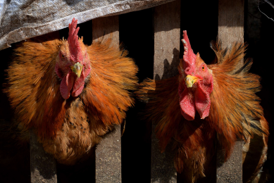 Colombian poultry industry challenged by inflation