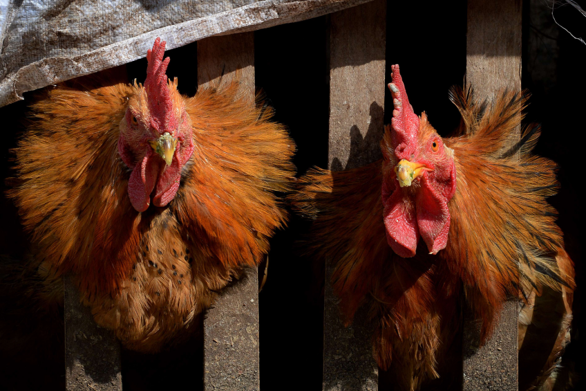 Colombian poultry industry challenged by inflation