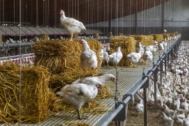 Slower growing birds are one of the key issues highlighted in the European Chicken Commitment. Photo: Ronald Hissink