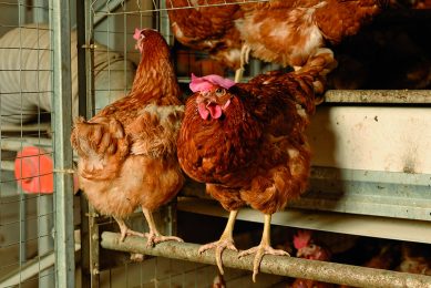 With older birds the risks of egg production problems grow. Photo: Marcel Berendsen