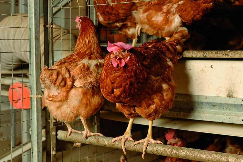 With older birds the risks of egg production problems grow. Photo: Marcel Berendsen