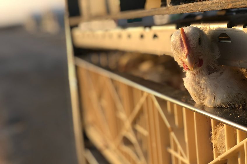 Due to dwindling Covid-19 cases in Thailand, the demand for Thai chicken meat is reportedly increasing in countries such as Japan and South Korea. Photo: Learning Juction