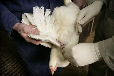 Farm-specific conditions and practices should be looked at for effective antibiotic reduction. Photo: Koos Groenewold