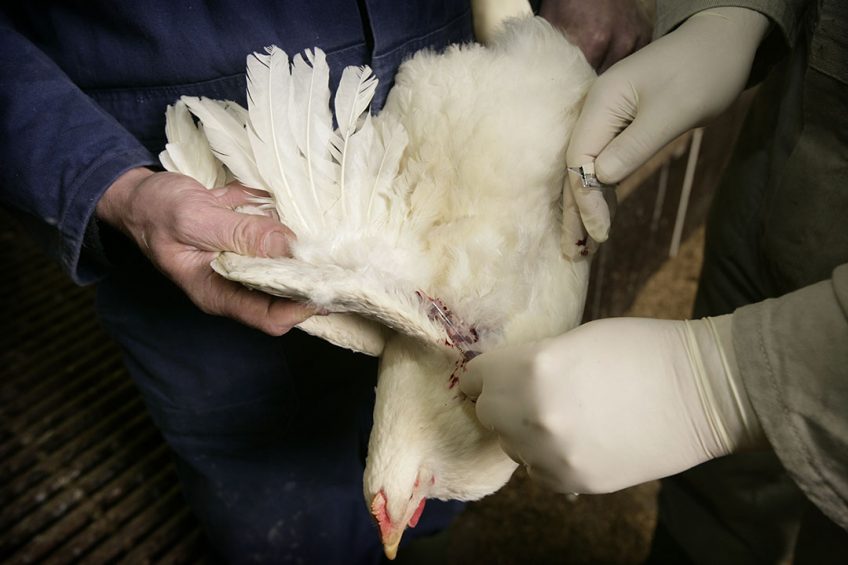 Farm-specific conditions and practices should be looked at for effective antibiotic reduction. Photo: Koos Groenewold