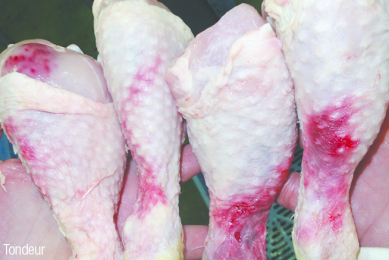 Severe cases of carcass bleeding, although only a cosmetic problem, makes the product less attractive to consumers. [Photos: Wim Tondeur]