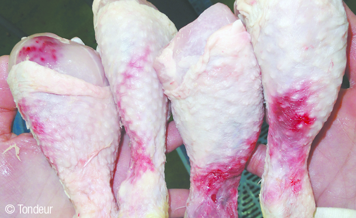 Severe cases of carcass bleeding, although only a cosmetic problem, makes the product less attractive to consumers. [Photos: Wim Tondeur]