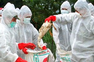 Mexico focuses on vaccination as poultry cull continues