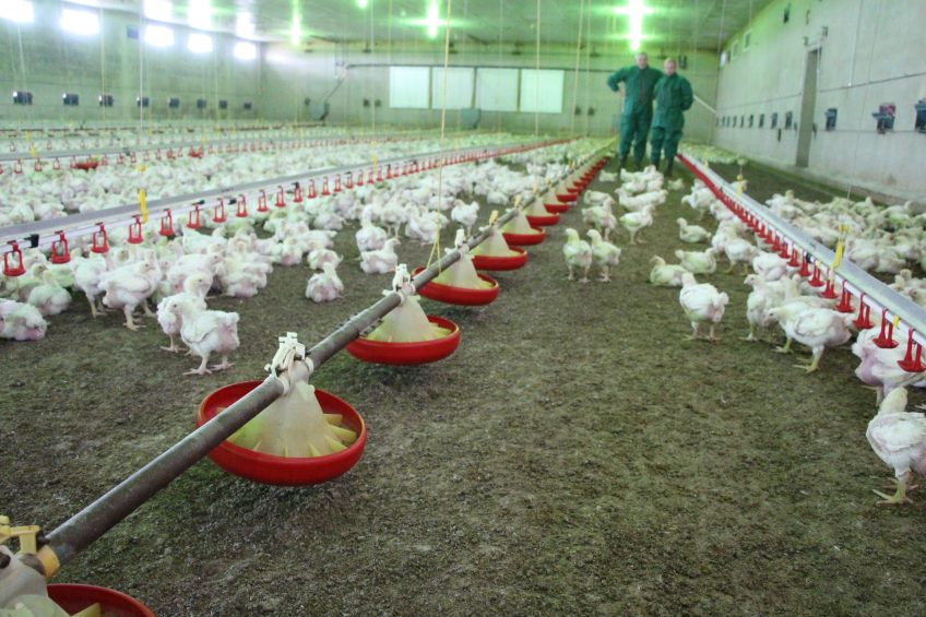 One of the German broiler farmers who participated in the research field trials is Andreas Moorkamp (46) from Gehlenberg, Germany. He has a total of 200,000 broilers. Photo: Dick van Doorn