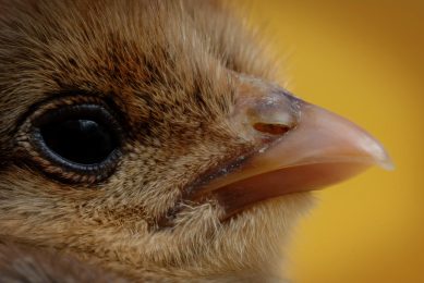 Photo: Medicimage/REX/Shutterstock