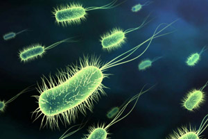 US Salmonella prevalence in poultry decreases 34%