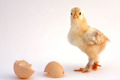 chicken that finishes being born