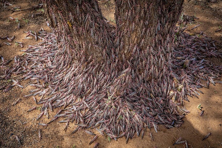 Locusts have great potential as animal feed and are virtually free. Photo: FAO