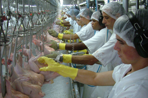 Research: Detecting Salmonella in poultry processing