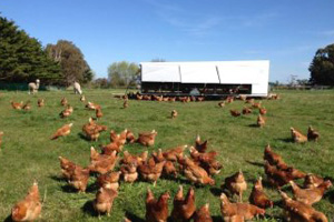 Australian free-range sector assesses disease risks