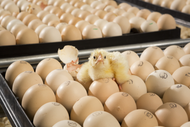 Commercial chick sexing machine in development