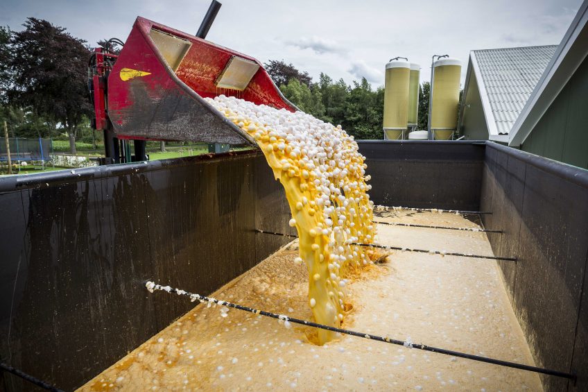Fipronil scandal: Defra launches testing regime on British egg. Photo: Huisman/EPA/REX/Shutterstock