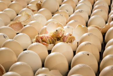 hatching eggs
