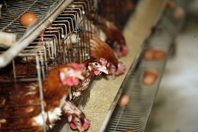 Egg Track report: EU countries meeting 2025 cage-free goals. Photo: Henk Riswick